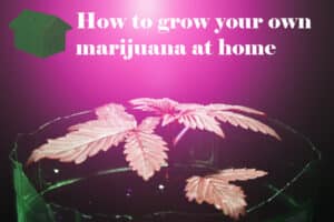 Grow Marijuana at Home